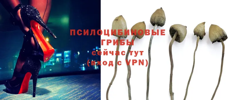 сколько стоит  Лесосибирск  Галлюциногенные грибы Magic Shrooms 